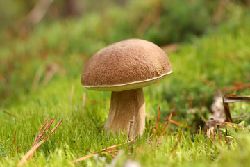 Boletus mushroom in the natural environment against the background of moss