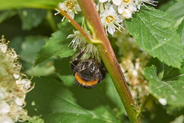 A bumblebee collects pollen and nectar from the flowers of a spirea bush.