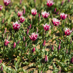maroon tulips in the garden. pink with white tulips. tulip spring flower