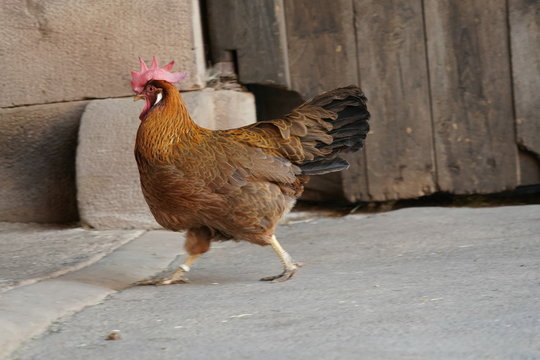 Huhn