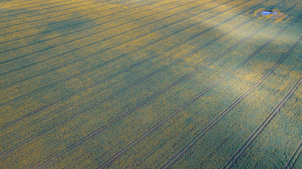 Crop fields seen from the air. Colorful rape field. Rural landscape with birds eye view. Nature background. Countryside concept.