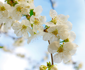 White cherry blossoms on branches against the sky