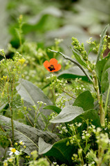 Red poppy flower after rain ,photo for banners,typography and printing 