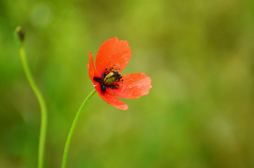 Red poppy flower after rain ,photo for banners,typography and printing 