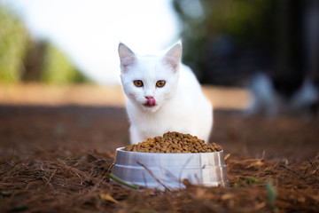 Gato blanco comiendo