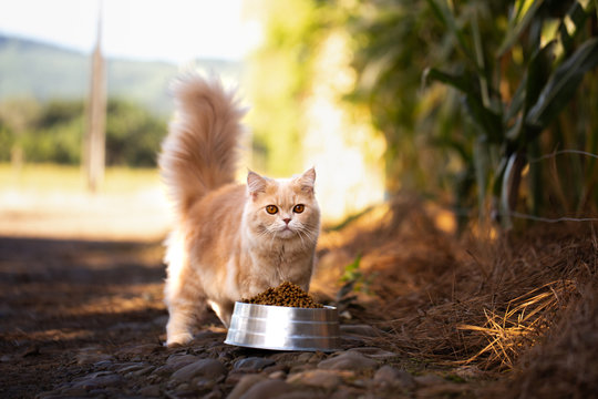 Gato  amarillo comiendo