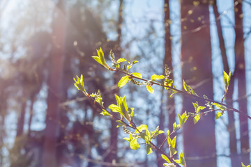Abstract spring background with young green leaves