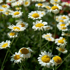 blühende Margeriten in einem Garten im Sommer