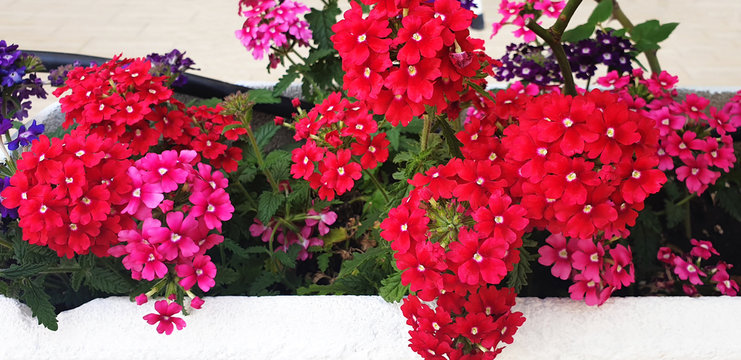 Red, pink, purple Verbena hybrida flowers in a white, stone pot on the street. Panorama.