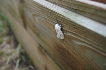 papillon écaille de la menthe dans le jardin