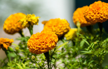 beautiful Marigold Flowers of yellow and orange color, genda phool
