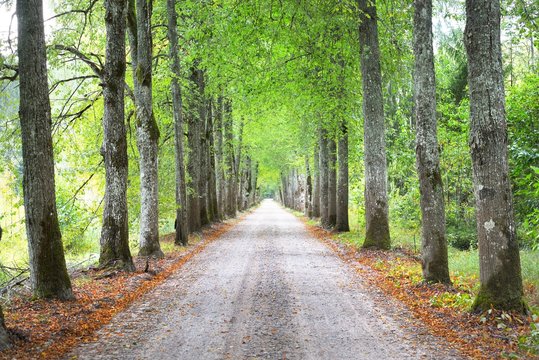 An archway of the single lane country road and tall green trees. Sunlight through the tree trunks. Fairy summer landscape. Idyllic forest scene. Latvia