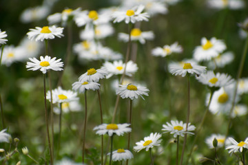 white flowers in the field. Chamomile flowers on the meadow.