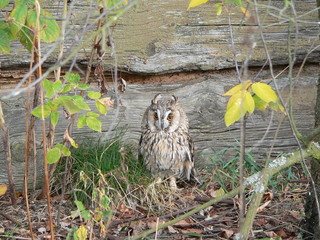 Long-eared owl (Asio otus), also known as the northern long-eared owl or, more informally, as the lesser horned owl or cat owl