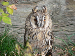 Long-eared owl (Asio otus), also known as the northern long-eared owl or, more informally, as the lesser horned owl or cat owl