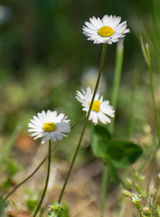 white flowers in the field. Chamomile flowers on the meadow.