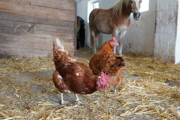 Pferd hinter Hühnern im Stall © jrgn_flow