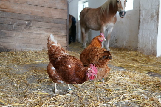 Pferd hinter H&uuml;hnern im Stall