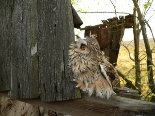 Long-eared owl (Asio otus), also known as the northern long-eared owl or, more informally, as the lesser horned owl or cat owl