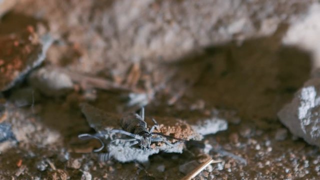 The barbel beetle moves its long antennae and scares the enemy. Bark beetle. Cerambycidae