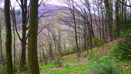 morning in the woods