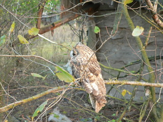 Long-eared owl (Asio otus), also known as the northern long-eared owl or, more informally, as the lesser horned owl or cat owl