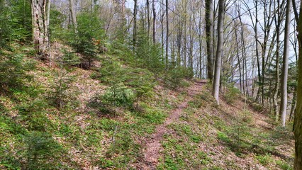 path in the forest