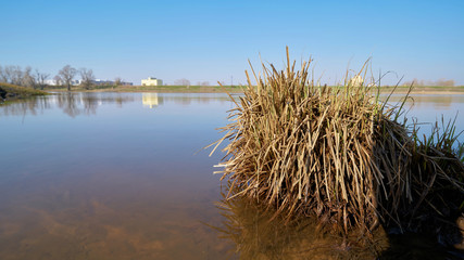 Grasbüschel im flachen Wasser am Ufer der Elbe bei Magdeburg. Im Hintergrund das Industriegebiet...