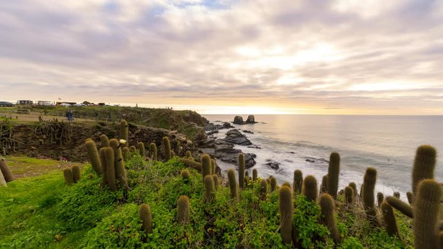 Kaktusfamilie betrachtet den Sonnenuntergang am Punta de Lobos in Pichilemu Chile