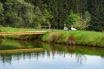 Fototapeta premium Gänse am Teich