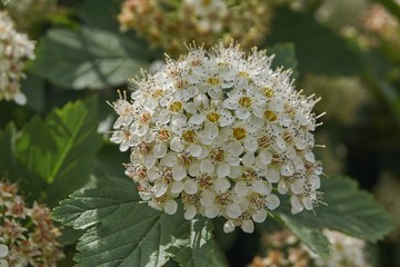 Inflorescences on a spirea bush.