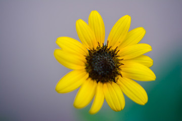 Flower of sunflower,  closeup. Seeds and oil.
