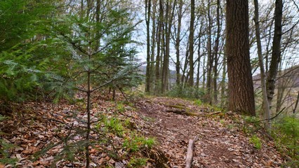 path in forest