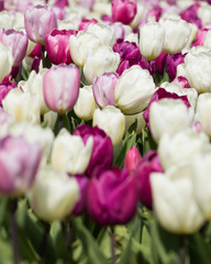 pink, white, purple tulips. field of tulips. Spring flower tulip