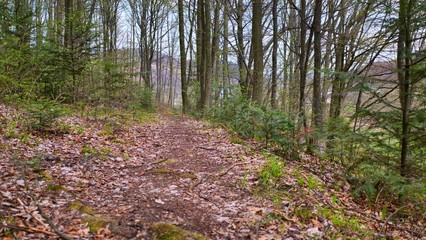 footpath in the forest