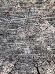 old vintage wooden wall background