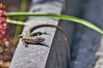 small lizard in the sun