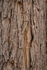 embossed texture of brown tree bark.bark of an old tree.wood texture