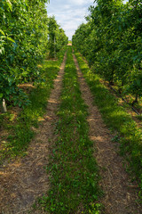 Fototapeta na wymiar Paths in the orchards of Appiano in Italian South Tyrol
