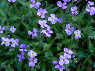 Spring flowers with a Sunny day. Spring flowers bloom on a Sunny day
