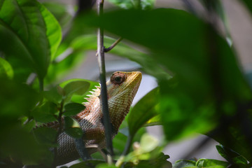 lizard restiing