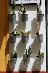 Small cactus in metal pots hanging from the wall