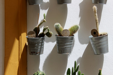 Cactus pequeños en macetas plateadas