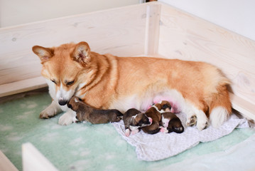 Welsh corgi pembroke dog mother taking care of her newborn dog puppies, happy