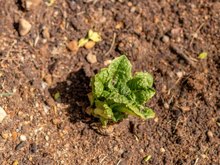 lettuce beginning to grow in the spring