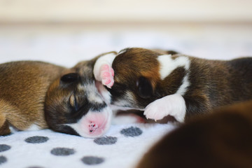 Welsh corgi pembroke newborn dog puppies, one week old