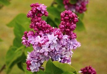 Beautiful flowering of lilac bushes in late spring in gardens and parks