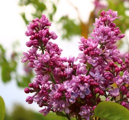 Beautiful flowering of lilac bushes in late spring in gardens and parks