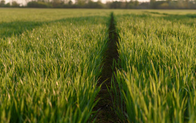 green wheat field in sunset