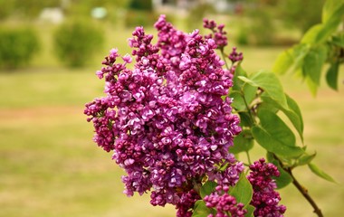 Beautiful flowering of lilac bushes in late spring in gardens and parks